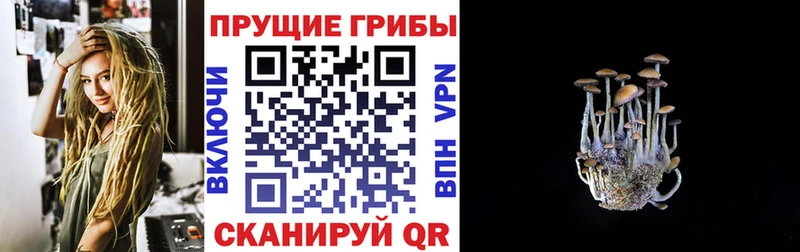 Псилоцибиновые грибы Psilocybe  Берёзовка 